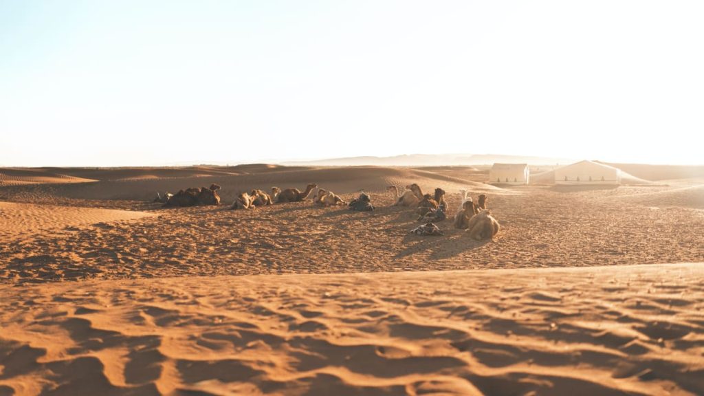 zagora desert